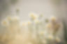 Daisy field.jpg