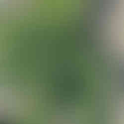 Assyrtiko vine, Fira, Santorini