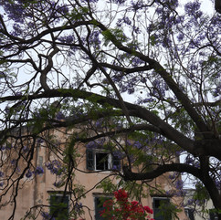 Blooming jacaranda tree, Corfu City