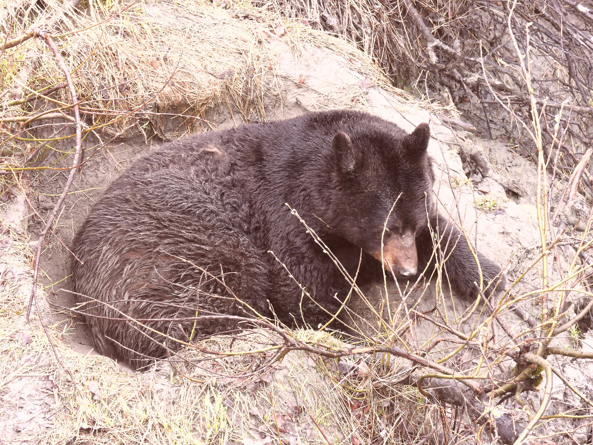 Black bear