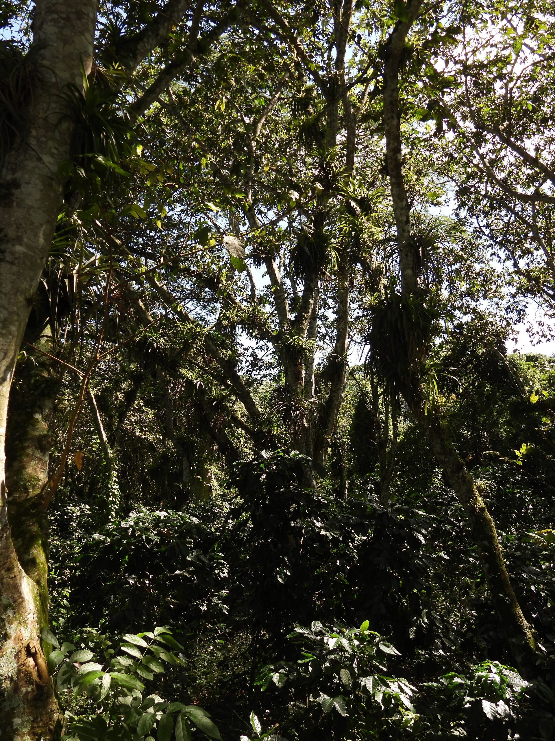 Example of dense foliage