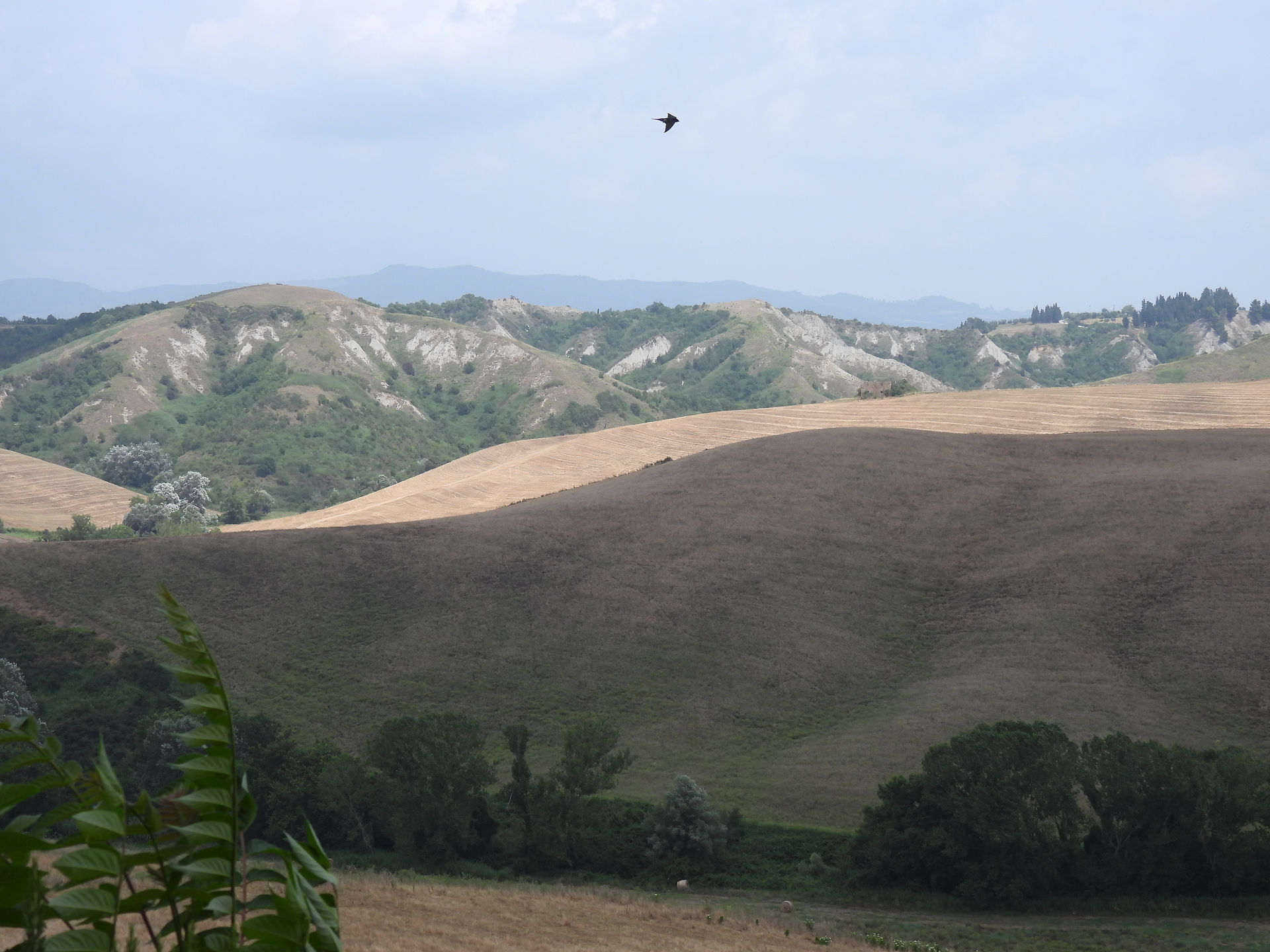 Rolling countryside of Livorno