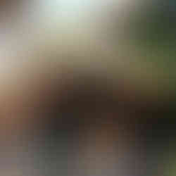 Garden at St Stephen Monastery