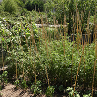 Staked tomato plants near Rozafa Castle
