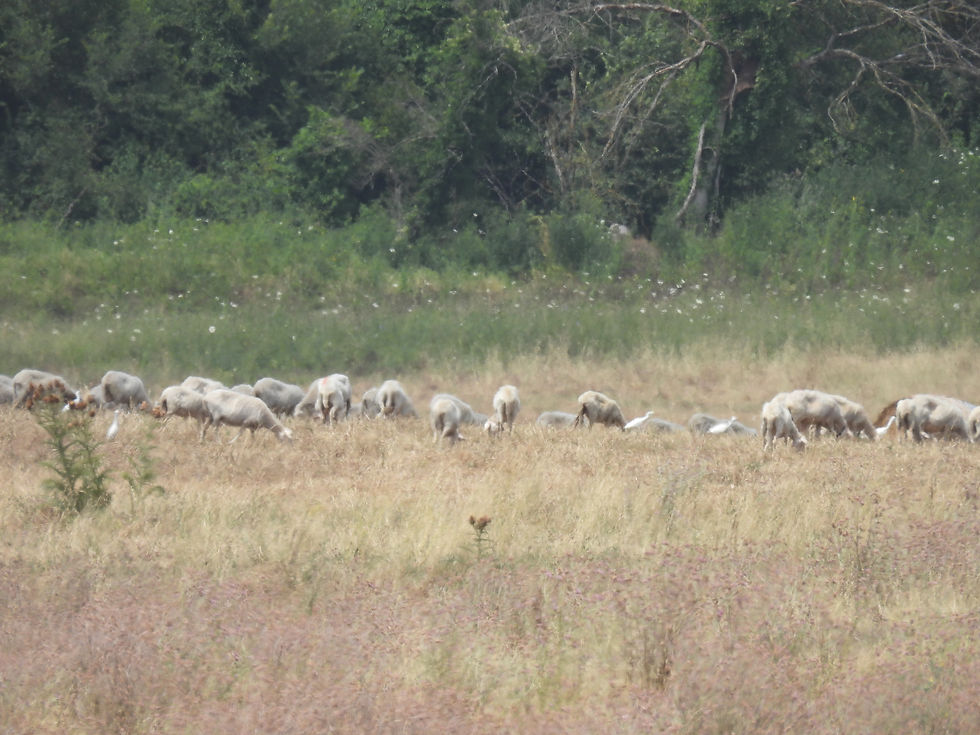 Sheep grazing in field, Fattoria di Lischeto