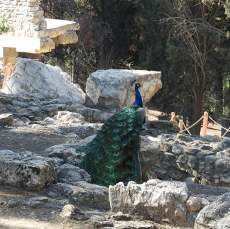 Peacock at Knossos Archeological site