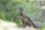 Chamois, ibex, where to see mountain wildlife and animals near Grenoble, Isere, France