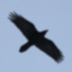 Grand corbeau ou rapace ?
