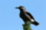 White-spotted nutcracker, nucifraga caryocatactes, easy to see because of arolla pines forest