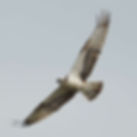 Balbuzard pêcheur ou pygargue ?