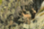 Ibex, Chamois, wildlife watching in Belledonne, near Grenoble, Isere, France
