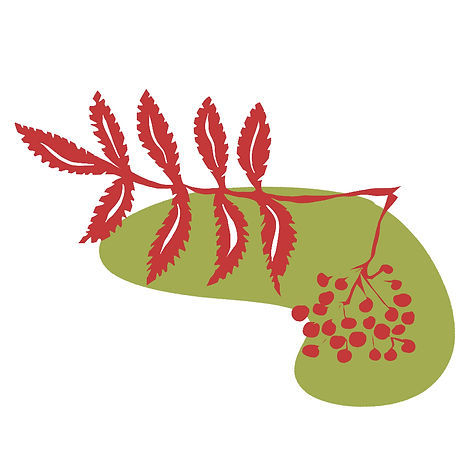 Feuille et baies de sorbier