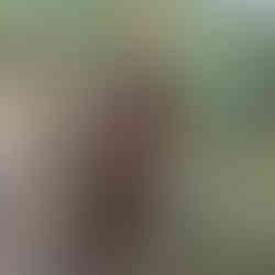 Vératre blanc canne