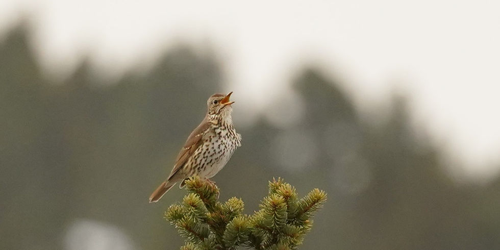 Grive musicienne en train de chanter sur un épicéa