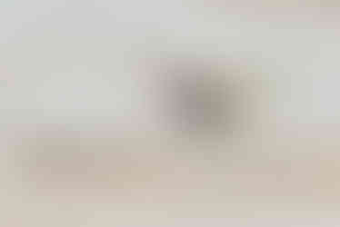 Pluvier bronzé, limicole américain au sillon de Talbert