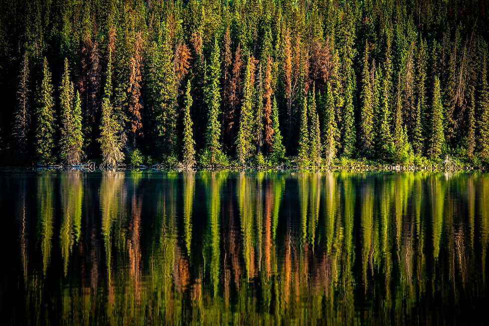Aquarelle de forêt - Canada