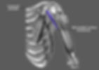 william gabriele character rigger td muscle coraco brachialis muscle system article