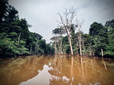 Gabon jungle