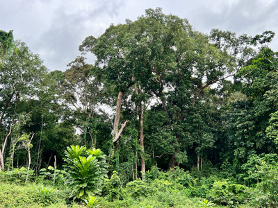 Gabon jungle