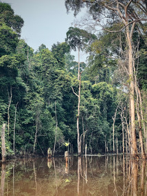 Gabon jungle