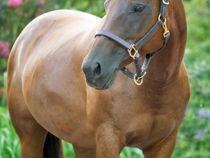Three Mares and Me