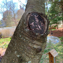 the_murffs-Tree_Bark