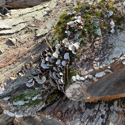LegoLincoln-Mushroom