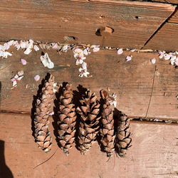 the_murffs-Pine_Cone