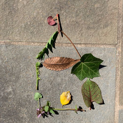 the_murffs-Types_of_Leaves