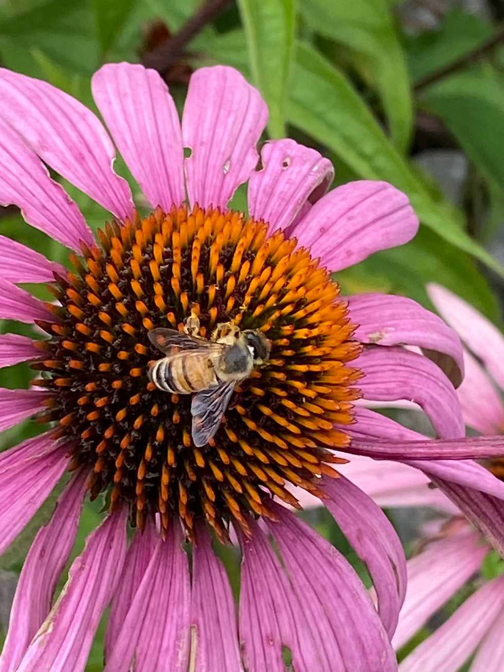 Echinacea with bee