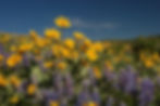 County Road 14 Flowers-026
