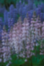 Pink and Blue Lupine2 copy