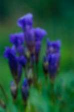 Fringed Gentian copy