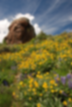 Cataract Lupine Mules Ears-26_edited