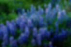 County Road 17 Flowers-022