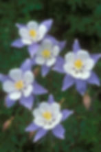 Five Columbine copy