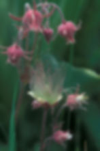 Prairie Smoke