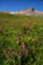Pink and Gold Ascent