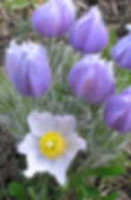 Pasque Flower-2 copy