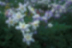 Columbine Meadow copy