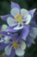 Double Columbine