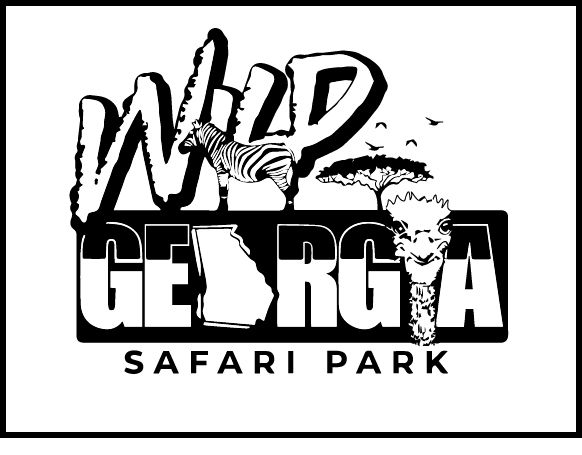 Logo reading Wild Georgia Safari Park with zebra, tree, and map icons. Black and white design with bold text. This is a post card cover for students to color in