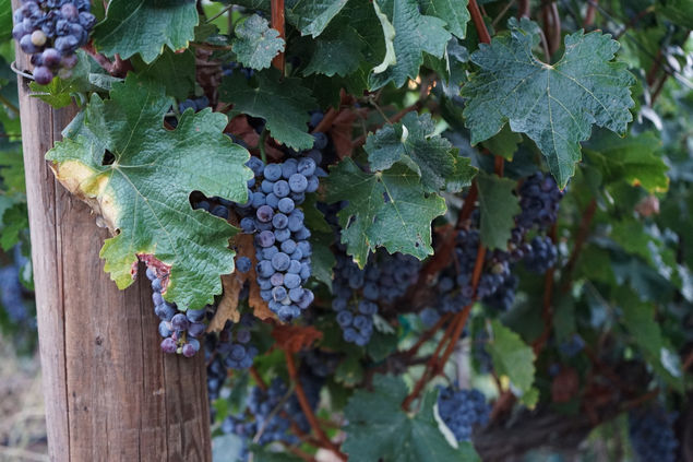 Stringer Ranch Wines Tumbler