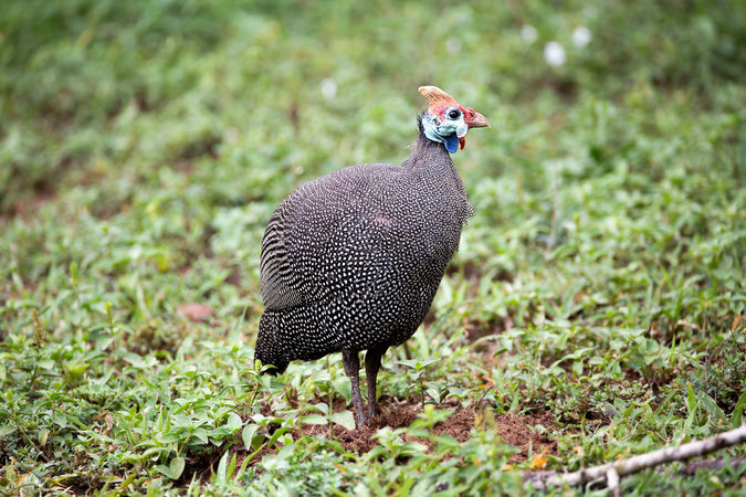 Assignment 9 Pard D Bird After.jpg