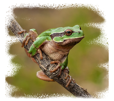 Laubfrosch[35].png