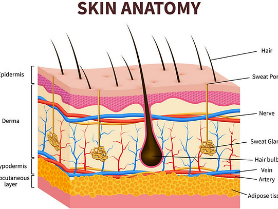 skin-anatomy.png