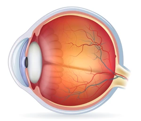 eye