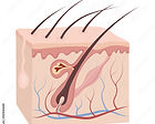 skin 4.jpg