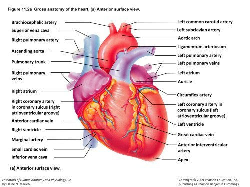 heartpdf