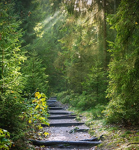 seaq68-forest-2942477_edited.jpg